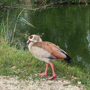 Egyptian Goose