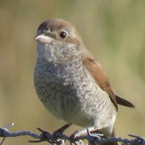 Red-backed Shrike