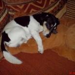 Jack Russell Terrier