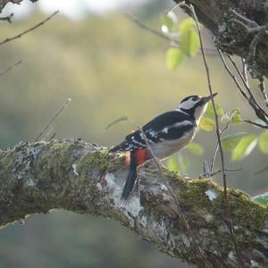 Great Spotted Woodpecker