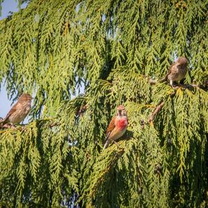 Eurasian Linnet