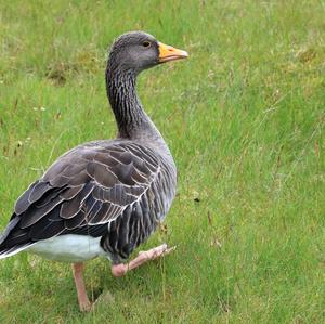 Greylag Goose