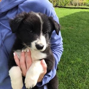 Border Collie