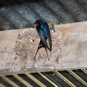 Barn Swallow