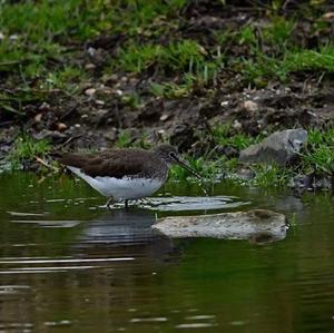 Green Sandpiper