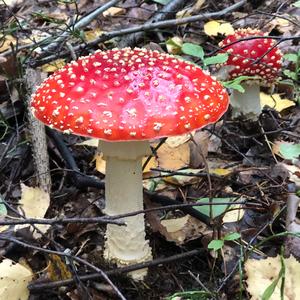 Fly Agaric