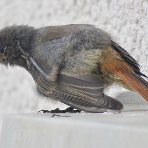 Black Redstart