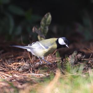 Great Tit