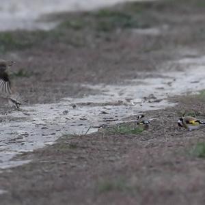 European Goldfinch