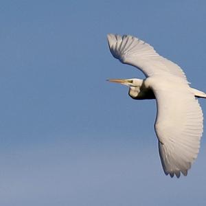 Great Egret