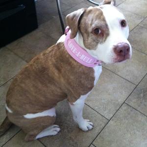 American Pit Bull Terrier