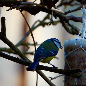 Blue Tit