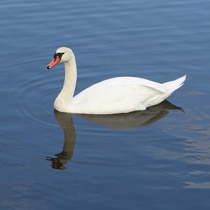 Mute Swan