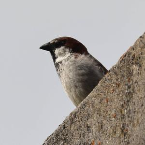 House Sparrow