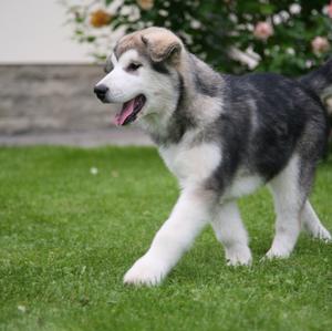 Alaskan Malamute