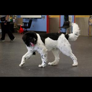 Unknown Breed