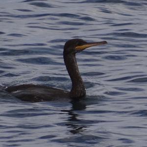 Great Cormorant