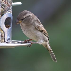 House Sparrow