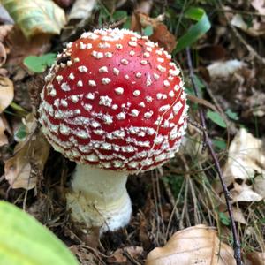 Fly Agaric