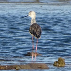 Black-winged Stilt