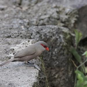 Common Waxbill