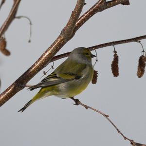 Alpine Citril Finch