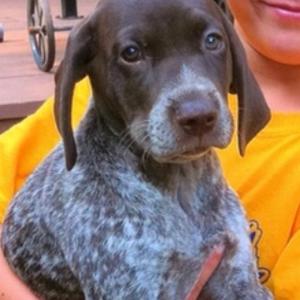 Pointer (German Shorthaired)