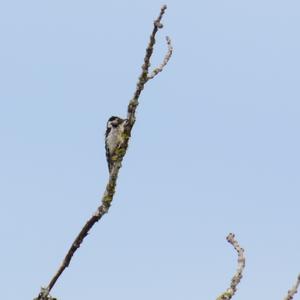 Lesser Spotted Woodpecker