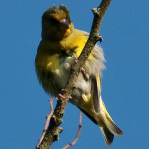 European Greenfinch