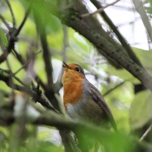 European Robin