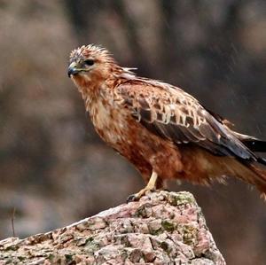 Long-legged Buzzard