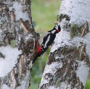 Great Spotted Woodpecker