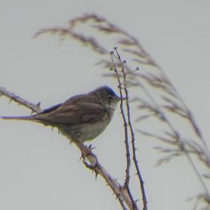 Common Whitethroat