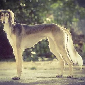 Saluki