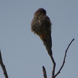 Common Kestrel