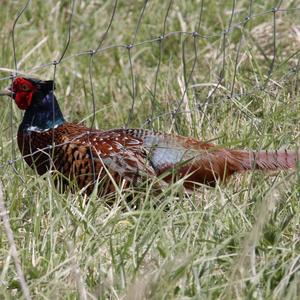 Common Pheasant