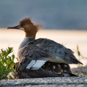 Red-breasted Merganser