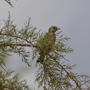 European Greenfinch