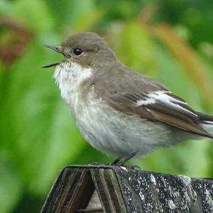 European Pied Flycatcher