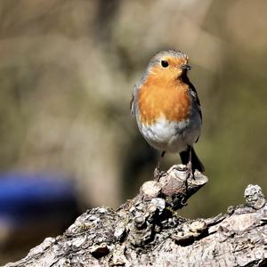 European Robin