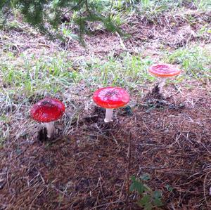 Fly Agaric