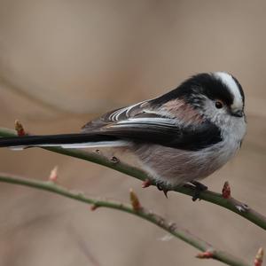 Long-tailed Tit