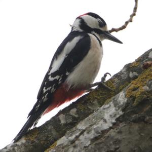 Great Spotted Woodpecker