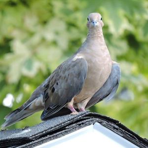 Mourning Dove