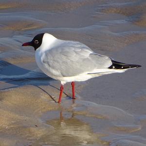 Black-headed Gull