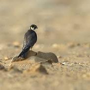 Eurasian Hobby