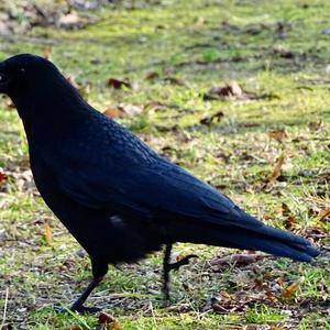 Carrion Crow