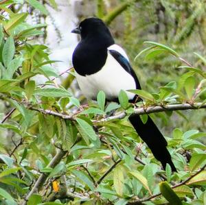 Black-billed Magpie