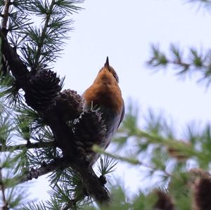 European Robin