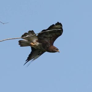 Common Buzzard